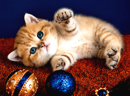 British Shorthair Golden Dişi görsel