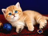 British Shorthair Golden Dişi