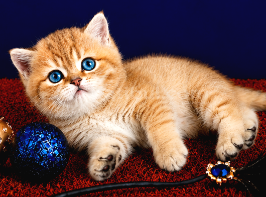 British Shorthair Golden Dişi