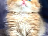 British Longhair Orange Golden Yavrular