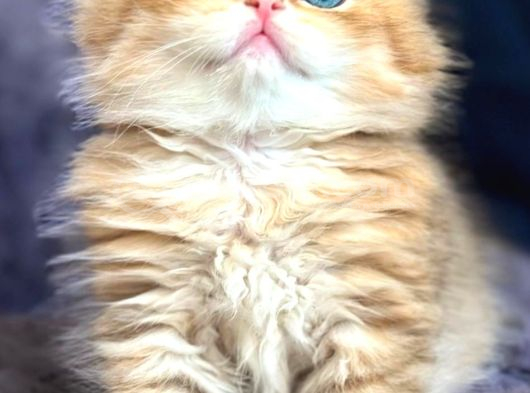 British Longhair Orange Golden Yavrular görsel