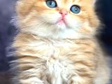 British Longhair Orange Golden Yavrular