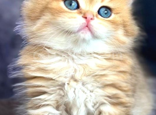 British Longhair Orange Golden Yavrular görsel