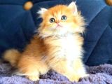 British Longhair Orange Golden Yavrular