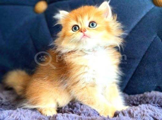 British Longhair Orange Golden Yavrular görsel