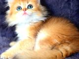 British Longhair Orange Golden Yavrular