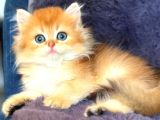 British longhair Orange golden yavrular