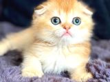 Scottish fold golden bebek