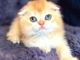 Scottish Fold Golden Bebek