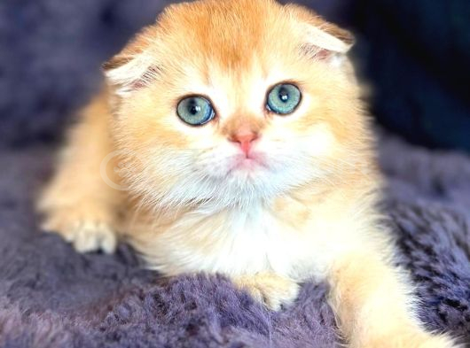 Scottish Fold Golden Bebek görsel