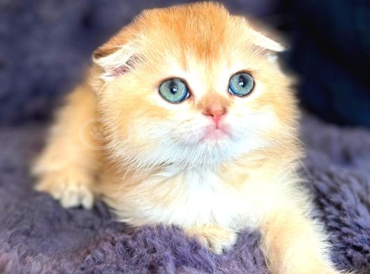 Scottish Fold Golden Bebek görsel