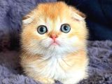 Scottish Fold Golden Bebek