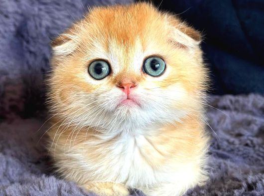 Scottish Fold Golden Bebek görsel