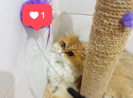Safkan British Longhair Dişi