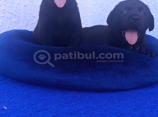 Tarim Bakanliği Onayli A Kali̇te Labrador Yavrular görsel