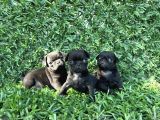 Pug Mobs Bebekler