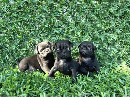 Pug Mobs Bebekler görsel