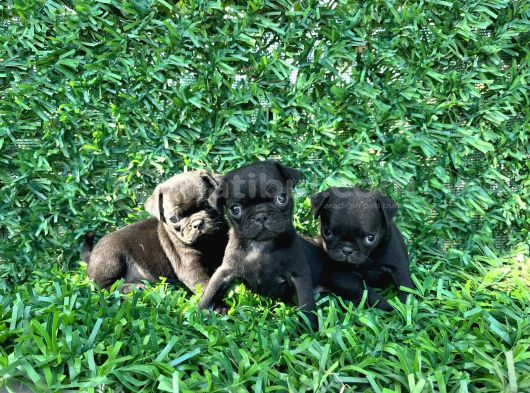 Pug Mobs Bebekler görsel