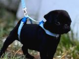 Pug Mobs Bebekler