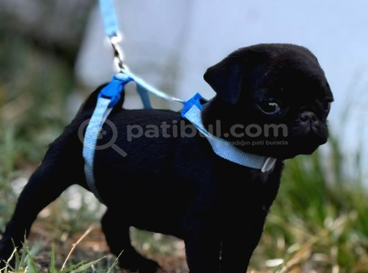 Pug Mobs Bebekler görsel