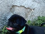 Pug Mobs Bebekler