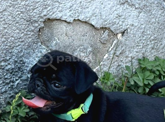 Pug Mobs Bebekler görsel