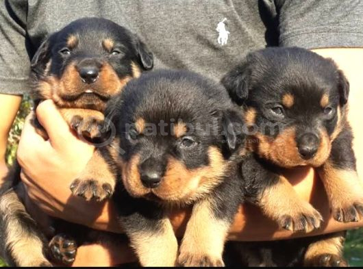 Koca Kafalı Rotweiler Yavrular görsel