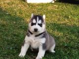 Husky Yavrular