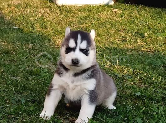 Husky Yavrular görsel