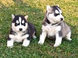Husky Yavrular