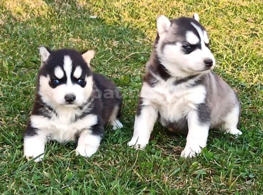 Husky Yavrular görsel