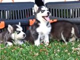 Husky Yavrular