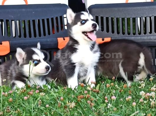 Husky Yavrular görsel
