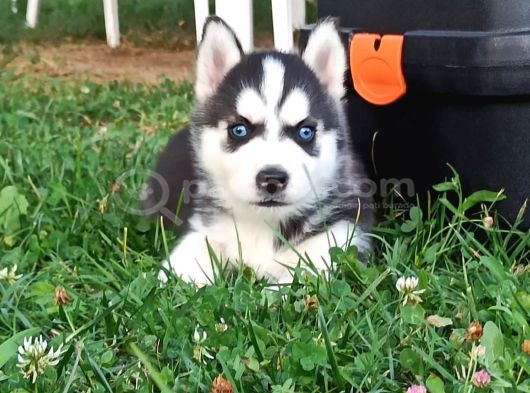 Husky Yavrular görsel