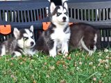 Husky yavrular