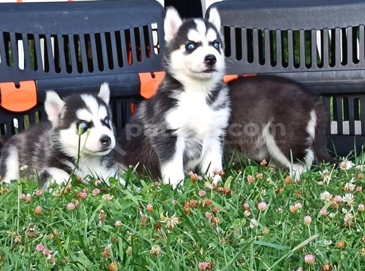 Husky Yavrular