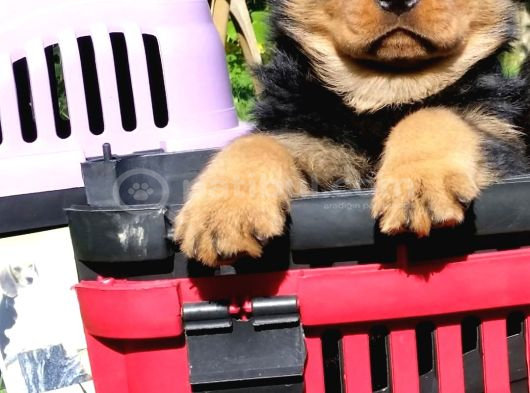 Koca Kafalı Rotweiler Yavrular görsel