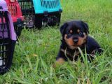 Koca Kafalı Rotweiler Yavrular