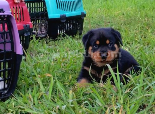 Koca Kafalı Rotweiler Yavrular görsel