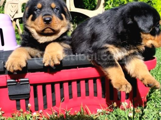 Koca Kafalı Rotweiler Yavrular