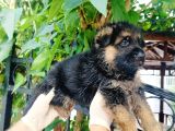 A Kalite Düşük Bel Alman Kurdu Yavruları