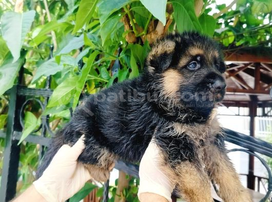 A Kalite Düşük Bel Alman Kurdu Yavruları görsel