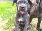A kalite Blue cane corso yavruları