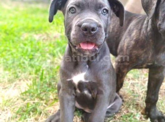 A Kalite Blue Cane Corso Yavruları