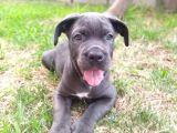 A Kalite Blue Cane Corso Yavruları