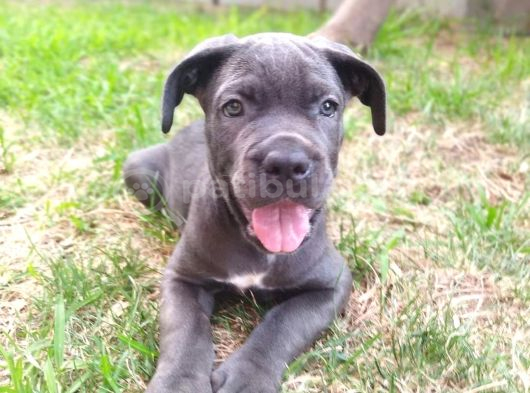 A Kalite Blue Cane Corso Yavruları görsel