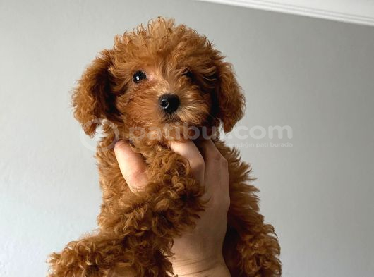 Toy Poodle Yavrular görsel