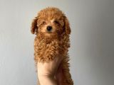 Toy Poodle Yavrular