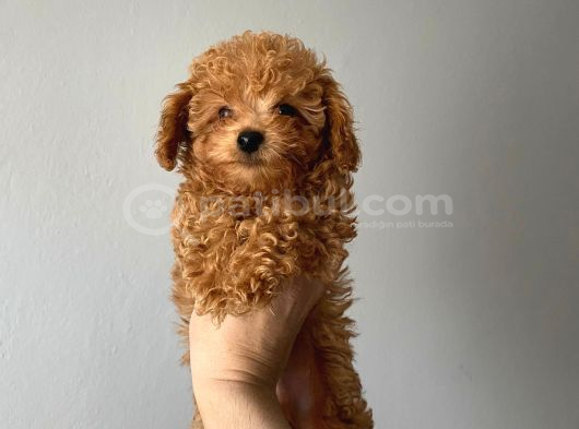 Toy Poodle Yavrular görsel