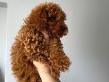 Toy Poodle Yavrular